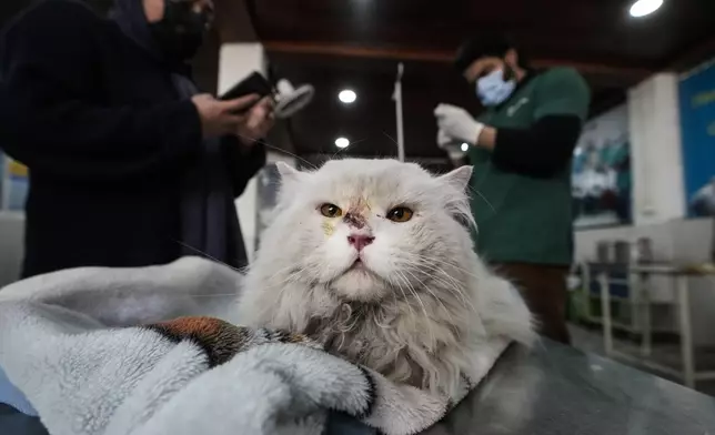 Doctors and medical staff attend to a sick and injured pet cat inside Kashmir veterinary hospital in Srinagar, Indian controlled Kashmir, Friday, Feb. 7, 2025. (AP Photo/Mukhtar Khan)