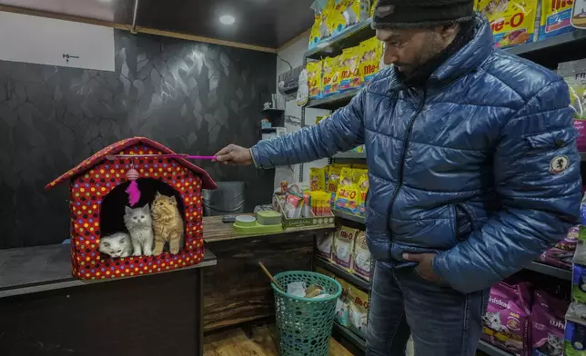 A shopkeeper plays with kittens on display inside a pet shop in Srinagar, Indian controlled Kashmir, Monday, March 3, 2025. (AP Photo/Mukhtar Khan)