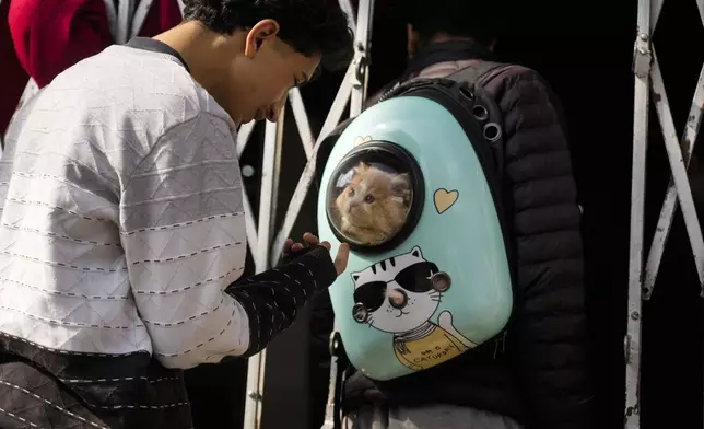 A Kashmiri boy plays with a pet cat while waiting outside Kashmir veterinary hospital in Srinagar, Indian controlled Kashmir, Thursday, Feb. 6, 2025. (AP Photo/Mukhtar Khan)