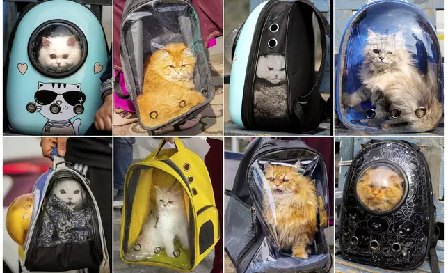 This combination photograph shows pet cats in carry bags at Kashmir veterinary hospital in Srinagar, Indian controlled Kashmir, Tuesday, Feb. 11, 2025. (AP Photo/Mukhtar Khan)