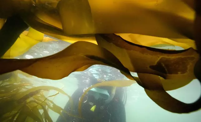 FILE - A diver swims past kelp, a kind of seaweed that is being tested as a possible tool to lock away climate-warming carbon dioxide in the ocean, near Caspar, Calif. Friday, Sept. 29, 2023. (AP Photo/Gregory Bull, File)