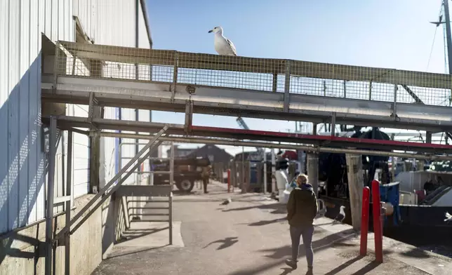 A seagull sits on a seafood processing plant conveyer belt in the Port of Galilee, a fishing village in Narragansett, R.I., Wednesday, Jan. 15, 2025. (AP Photo/David Goldman)
