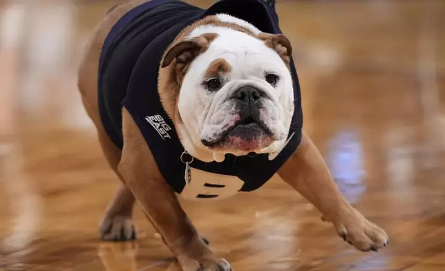 Butler mascot, Butler Blue IV, stands on the court during the first half of an NCAA college basketball game against Providence at the Big East basketball tournament Wednesday, March 12, 2025, in New York. (AP Photo/Frank Franklin II)