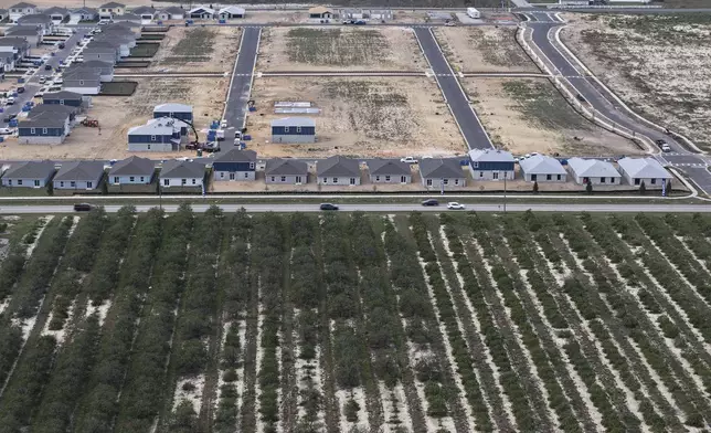 New homes are under construction in former citrus groves, Tuesday, Feb. 18, 2025, in Lake Wales, Fla. Many growers are selling their citrus groves after years of hurricanes, freezes and the devastating effects of citrus greening. (AP Photo/Daniel Kozin)