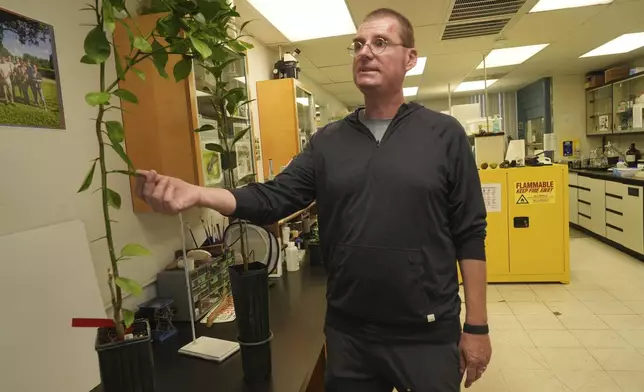 Dr. Lukasz Stelinski, an entomology professor at the University of Florida/ Institute of Food and Agricultural Sciences' Citrus Research and Education Center, shows a genetically modified orange tree, Wednesday, Feb. 19, 2025, in Lake Alfred, Fla. (AP Photo/Marta Lavandier)