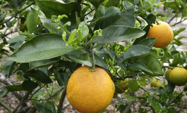 An orange tree infected with Asian citrus psyllids is seen in a large grove, Tuesday, Feb. 18, 2025, in Sebring, Fla. The insect causes citrus greening, a bacterial infection, which over time affects the production of fruit. There is no known cure. (AP Photo/Marta Lavandier)