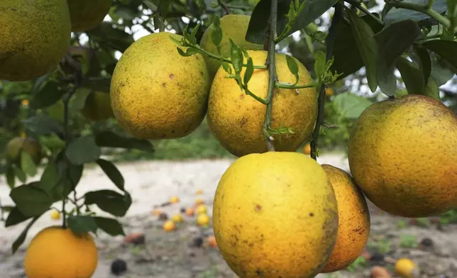 A cluster of oranges grow in a grove Tuesday, Feb. 18, 2025, in Sebring, Fla. The Florida citrus production has been steadily decreased due to diseases, hurricanes, freezes, changes in tastes and development pressures. (AP Photo/Marta Lavandier)