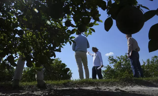 A USDA guide leads citrus growers to view the effects of different treatments to combat citrus greening at a experimental grove Thursday, March 13, 2025, in Fort Pierce. (AP Photo/Marta Lavandier)
