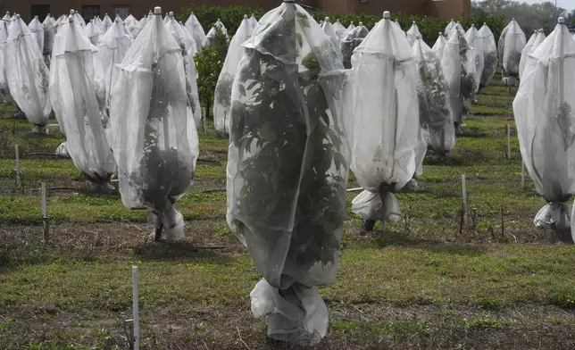 Individual protective covers shield young orange trees from the Asian citrus psyllid, which carry citrus greening disease, Tuesday, Feb. 18, 2025, in Lake Wales, Fla. The shields remain on the trees for years. (AP Photo/Marta Lavandier)