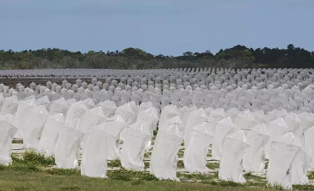 Individual protective covers shield young orange trees from the Asian citrus psyllid, which cause citrus greening disease, Tuesday, Feb. 18, 2025, in Sebring, Fla. (AP Photo/Marta Lavandier)