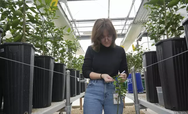 Jacklyn Peterson, a University of Florida lab technician, cleans genetically modified orange tree at the schools Food and Agricultural Sciences' Citrus Research and Education Center Wednesday, Feb. 19, 2025, in Lake Alfred, Fla. (AP Photo/Marta Lavandier)