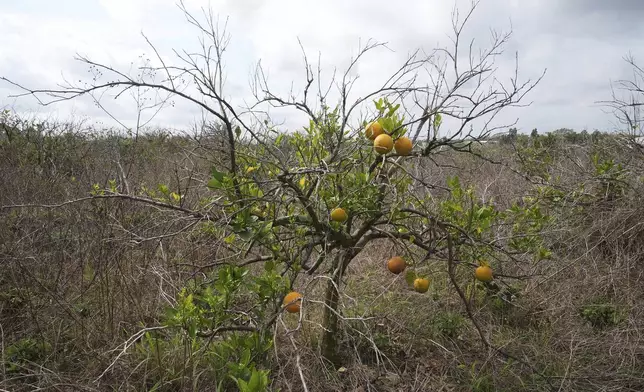 An orange tree grows in an abandoned grove Wednesday, Feb. 19, 2025, in Lake Wales, Fla. (AP Photo/Marta Lavandier)