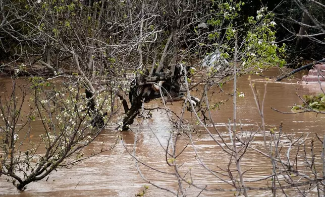 A dog is photographed perched in a tree after heavy rains in Malaga, Spain, Tuesday, March 18, 2025. (AP Photo/Gregorio Marrero)