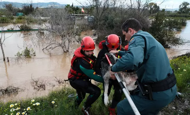 Emergency teams rescue a dog from flooded areas after heavy rains in Malaga, Spain, Tuesday, March 18, 2025. (AP Photo/Gregorio Marrero)