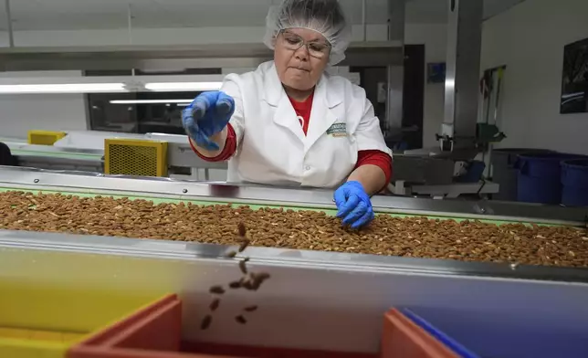 Manuela Plascencia tosses defective almonds while sorting by hand at Stewart and Jasper Orchards, Friday, March 7, 2025, in Newman, Calif. (AP Photo/Godofredo A. Vásquez)