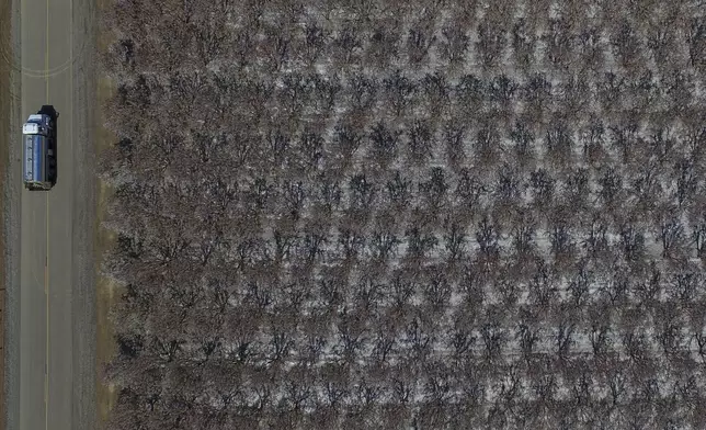 White leaves from blooming almond trees blanket the ground at an orchard Friday, March 7, 2025, in Newman, Calif. (AP Photo/Godofredo A. Vásquez)