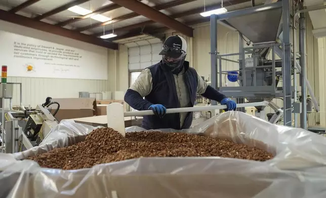 Jose Ruiz spreads almonds evenly to be able to close a box weighing a metric ton at Stewart and Jasper Orchards, Friday, March 7, 2025, in Newman, Calif. (AP Photo/Godofredo A. Vásquez)