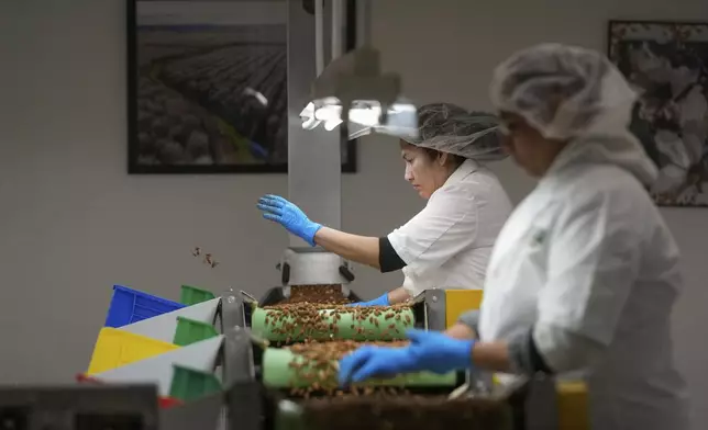Angelita Delgado, second from right, tosses defective almonds while sorting by hand at Stewart and Jasper Orchards, Friday, March 7, 2025, in Newman, Calif. (AP Photo/Godofredo A. Vásquez)