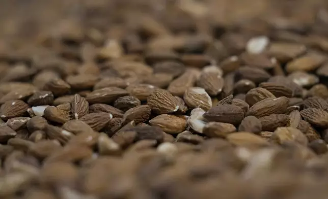 Almonds are seen inside a container before being processed at Stewart and Jasper Orchards, Friday, March 7, 2025, in Newman, Calif. (AP Photo/Godofredo A. Vásquez)