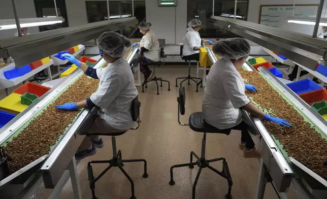 Women sort through almonds by hand at Stewart and Jasper Orchards, Friday, March 7, 2025, in Newman, Calif. (AP Photo/Godofredo A. Vásquez)