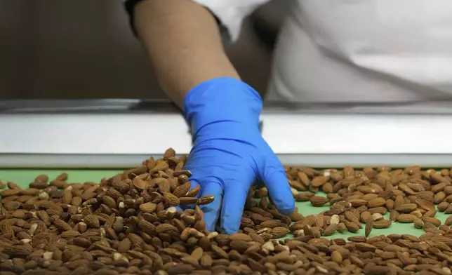 Angelita Delgado sorts through almonds by hand at Stewart and Jasper Orchards, Friday, March 7, 2025, in Newman, Calif. (AP Photo/Godofredo A. Vásquez)