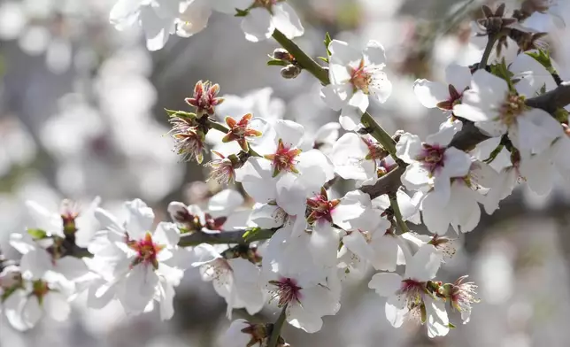 Almond blossoms cover a branch on an almond tree Friday, March 7, 2025, in Newman, Calif. (AP Photo/Godofredo A. Vásquez)