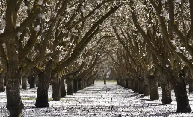 White leaves from blooming almond trees blanket the ground at an orchard Friday, March 7, 2025, in Newman, Calif. (AP Photo/Godofredo A. Vásquez)