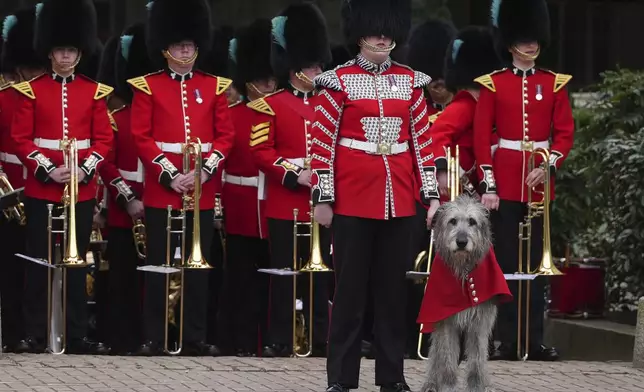 The Irish Guards' Mascot dog Turlough Mor, awaits the visit of Britain's Kate, the Princess of Wales, at a special St Patrick's Day parade and celebration at Wellington Barracks in London, Monday, March 17, 2025. (AP Photo/Kirsty Wigglesworth)