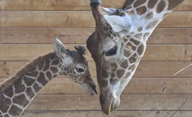 Female giraffe cub Kianga that was born on March 10 stands next to its mother Kimia at the zoo in Kronberg near Frankfurt, Wednesday, March 19, 2025. (AP Photo/Michael Probst)