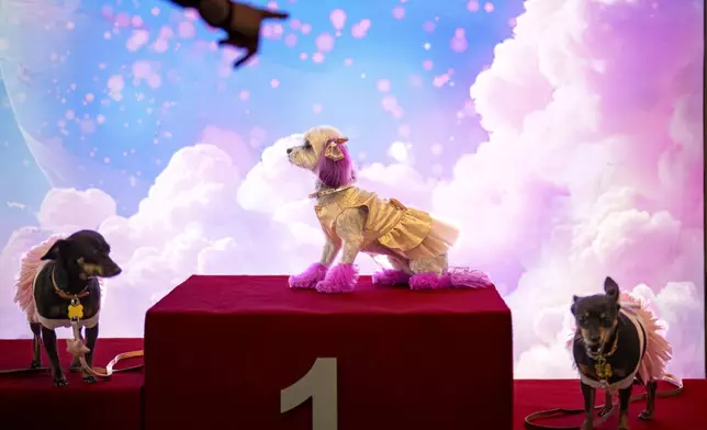 Dogs stand on a winner's stage at the Pet Expo 2025 in Bucharest, Romania, Saturday, March 22, 2025. (AP Photo/Andreea Alexandru)