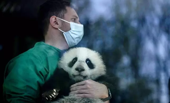 An employee of the Berlin zoo holds one of the giant panda cub twins Leni or Lotti, during their first outdoor adventure, at the Zoo in Berlin, Germany, Thursday, March 20, 2025. (AP Photo/Ebrahim Noroozi)