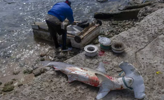 A hammerhead shark lies on the boardwalk as the fisherman who caught it retrieves his makeshift raft in Cojimar, east of Havana, Wednesday, March 12, 2025. (AP Photo/Ramon Espinosa)