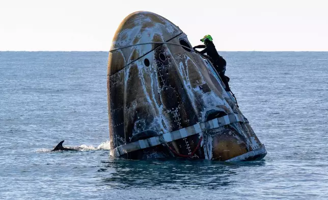 A support team member works on the SpaceX capsule shortly after it landed with NASA astronauts Nick Hague, Suni Williams, Butch Wilmore, and Russia’s Alexander Gorbunov aboard as a dolphin swims past in the water off the coast of Tallahassee, Fla., Tuesday, March 18, 2025. (Keegan Barber/NASA via AP)