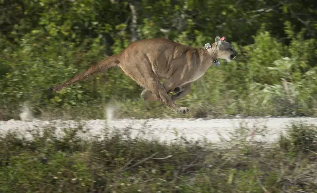 FILE - A Florida panther, rescued as a kitten, runs away from its game officials and photographers as it is released back into the wild in the Florida Everglades, Wednesday, April 3, 2013. (AP Photo/J Pat Carter, File)