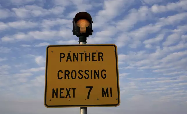 A panther crossing sign is displayed on a road bordering the Panther National Wildlife Refuge in Southwest Florida, Wednesday, Jan. 15, 2025. (AP Photo/Lynne Sladky)