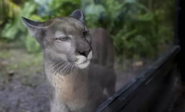 Athena the panther looks out from her enclosure at the Florida panther exhibit at the Naples Zoo, Jan. 15, 2025, in Naples, Fla. (AP Photo/Lynne Sladky)