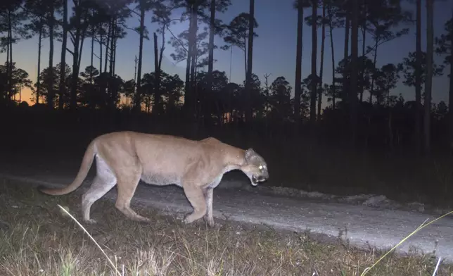 FILE - This 2017 image from a U.S. Fish and Wildlife Service motion-activated camera shows a Florida panther at Florida Panther National Wildlife Refuge. (U.S. Fish and Wildlife Service via AP, File)