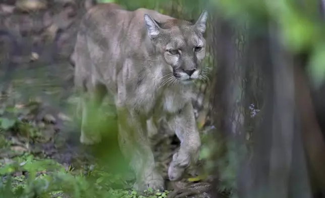 Athena the panther walks inside her enclosure at the Florida panther exhibit at the Naples Zoo, Jan. 15, 2025, in Naples, Fla. (AP Photo/Lynne Sladky)