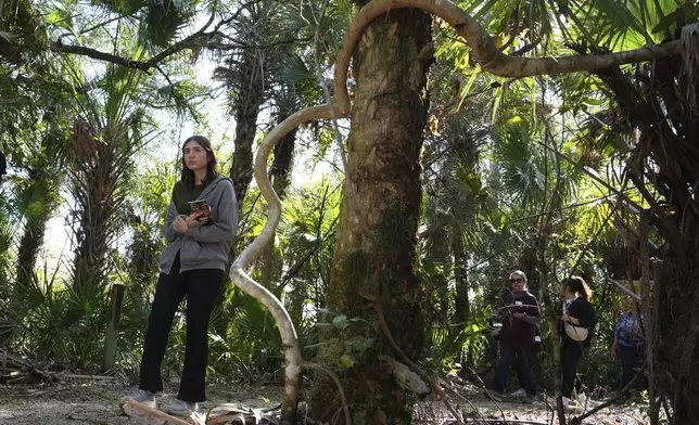 People walk along a path at the Panther National Wildlife Refuge in Southwest Florida, Wednesday, Jan. 15, 2025. (AP Photo/Lynne Sladky)