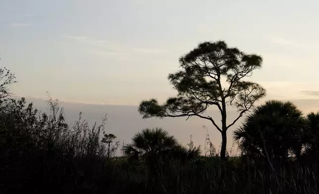 The sun sets at the Panther National Wildlife Refuge in Southwest Florida, Wednesday, Jan. 15, 2025. (AP Photo/Lynne Sladky)
