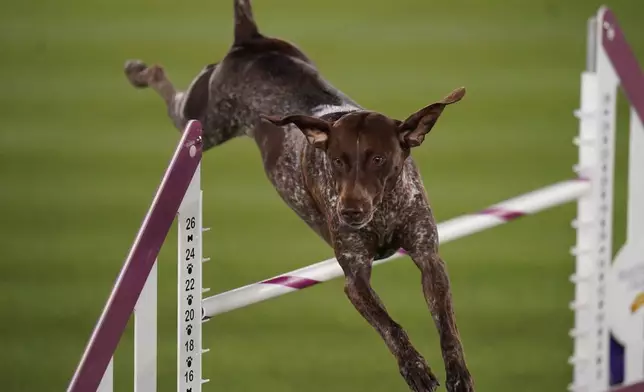 FILE- Doppler, the German Shorthaired Pointer, competes in the Masters Agility Competition during the 146th Westminster Dog Show on Saturday, June 18, 2022 in Tarrytown, New York. (AP Photo/Vera Nieuwenhuis, file)