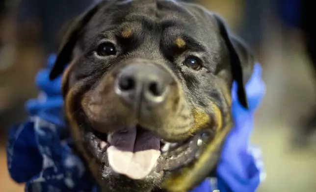FILE - A Rottweiler named Prime, who works as a service dog, is seen during the meet the breeds companion event at the Westminster Kennel Club Dog Show in New York, Feb., 11, 2017. (AP Photo/Mary Altaffer, File)