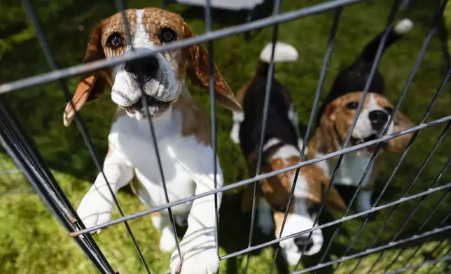FILE - Beagles wait in a pen before competing in the146th Westminster Kennel Club Dog show, Monday, June 20, 2022, in Tarrytown, N.Y. (AP Photo/Mary Altaffer, file)