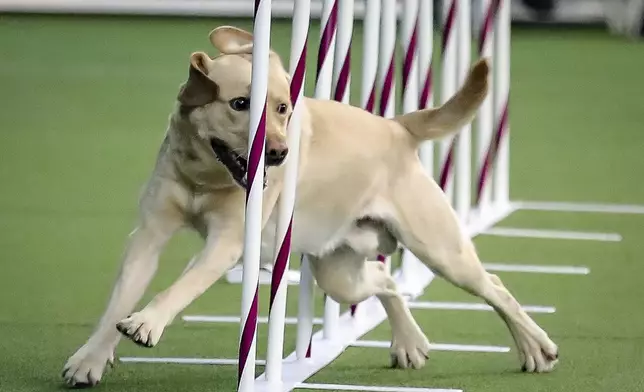 FILE - A Labrador retriever weaves, through a series of poles during Westminster Kennel Club's agility competition in New York, Feb. 8, 2020. (AP Photo/Bebeto Matthews, File)