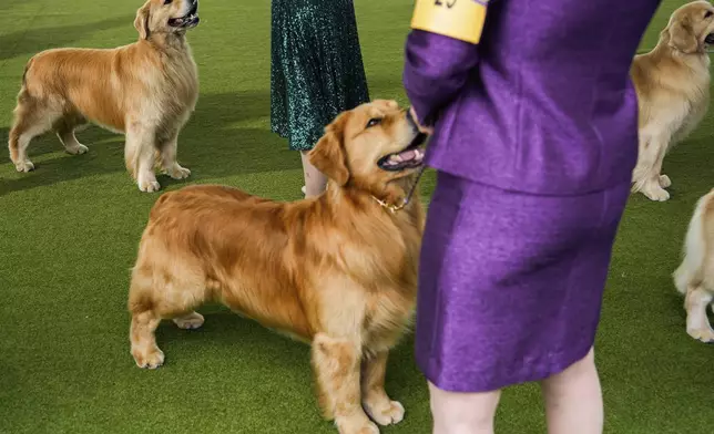 FILE- Golden retrievers compete in breed group judging at the 148th Westminster Kennel Club Dog show, Tuesday, May 14, 2024, in New York. (AP Photo/Julia Nikhinson, file)