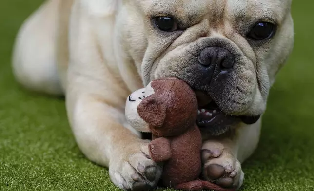 FILE - A French bulldog plays with a toy during breed group judging at the 148th Westminster Kennel Club Dog show, Monday, May 13, 2024, at the USTA Billie Jean King National Tennis Center in New York. (AP Photo/Julia Nikhinson, file)