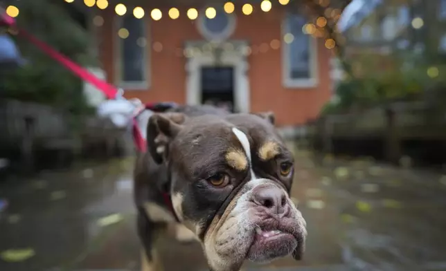 FILE - Rio, a bulldog from rescue charity Pro Dogs Direct, arrives at St Paul's Church in Covent Garden in London, Saturday, Nov. 18, 2023. (AP Photo/Kirsty Wigglesworth, file)