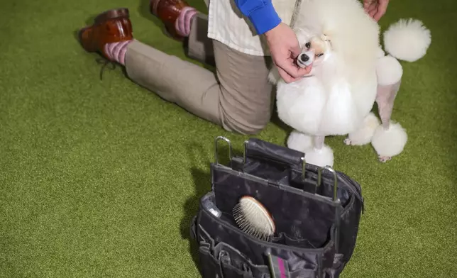 FILE - Standard poodles are groomed during judging at the 149th Westminster Kennel Club Dog show, Monday, Feb. 10, 2025, in New York. (AP Photo/Heather Khalifa, file)