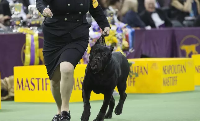 FILE - A cane corso competes at the 140th Westminster Kennel Club dog show, Tuesday, Feb. 16, 2016, at Madison Square Garden in New York. (AP Photo/Mary Altaffer, File)