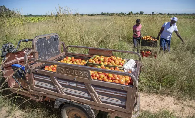 Women carry a box of tomatoes to a waiting electric tricycle in Hwedza, Zimbabwe, Thursday, March 6 2025. (AP Photo/Aaron Ufumeli)